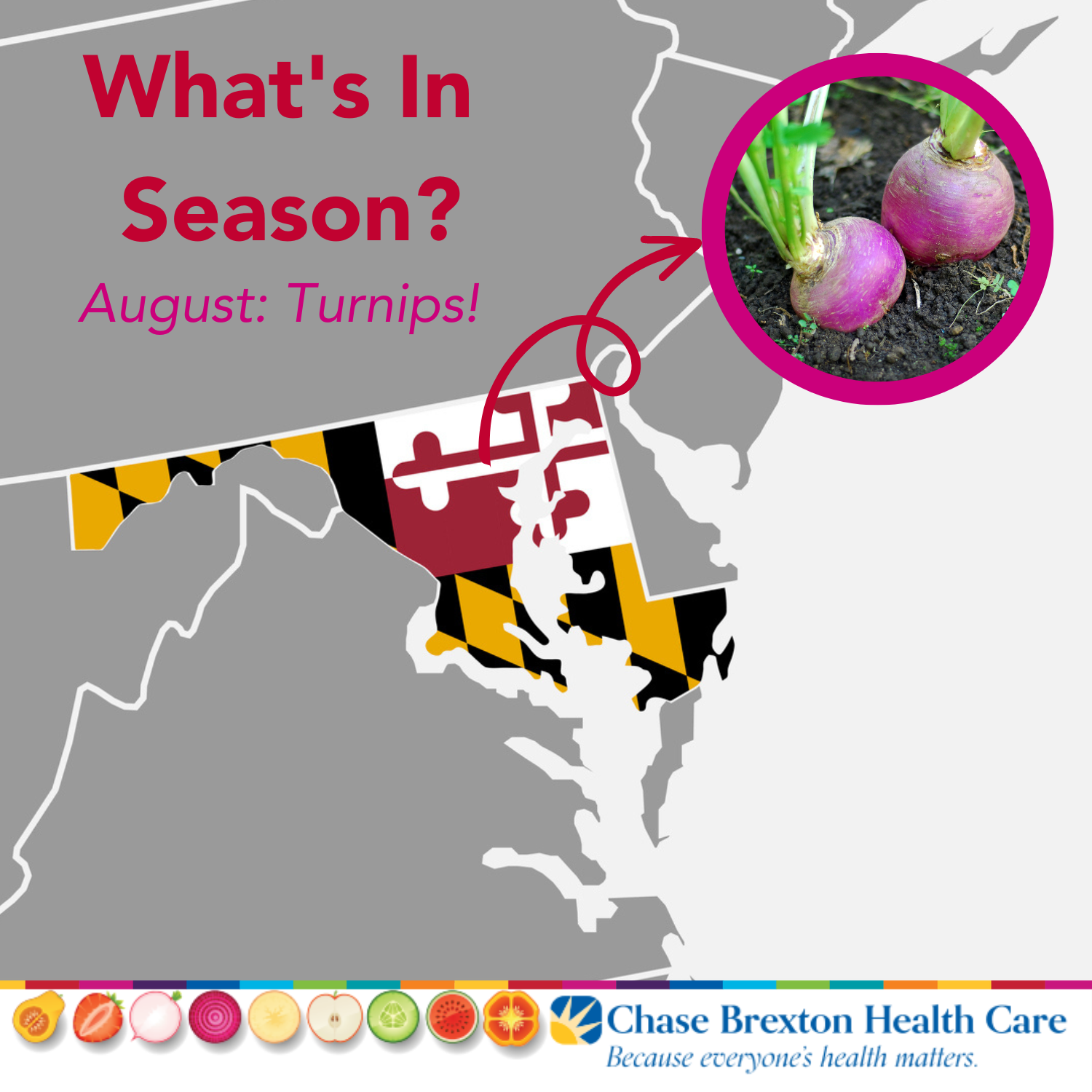 What's In Season? August: Turnips! Photo of turnips and map of Maryland 