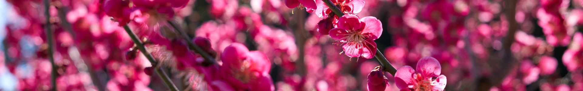 pink plum blossoms