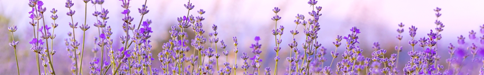 field of lavender plants