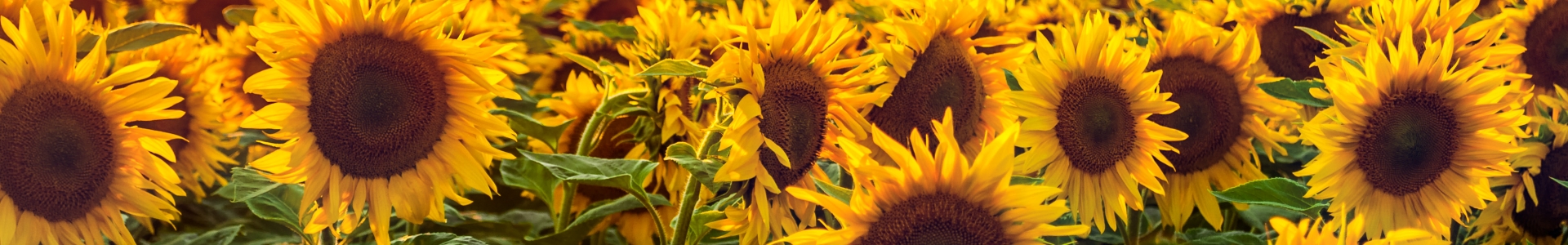 sunflower field photo