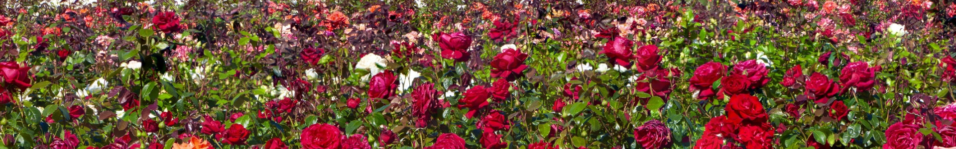 Roses in shades of pink and red