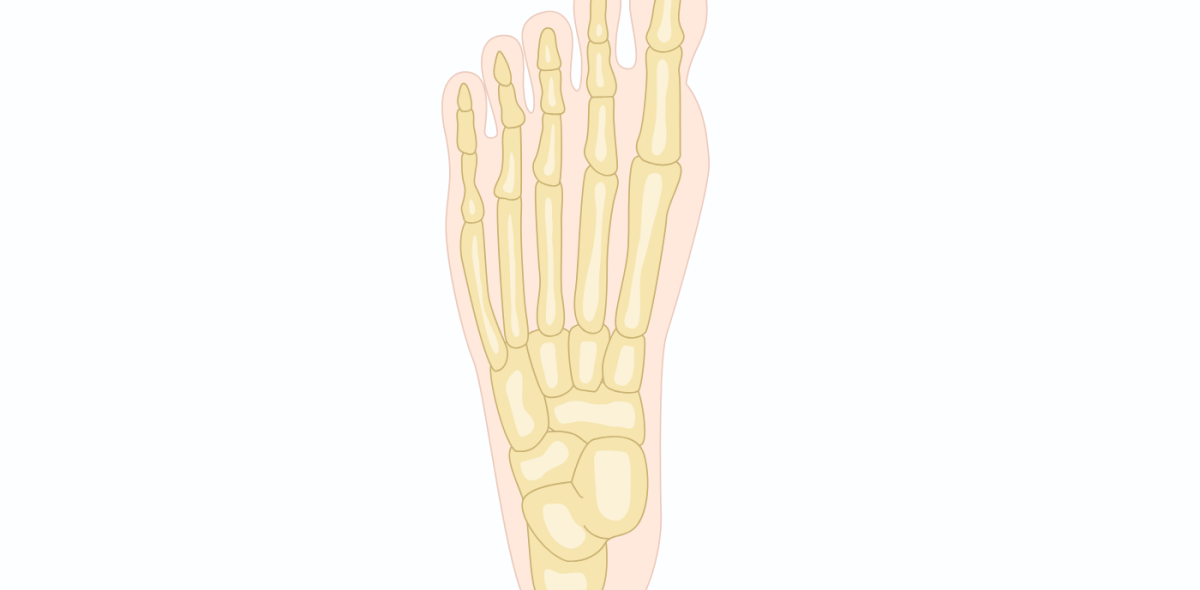 Graphic of a boney foot